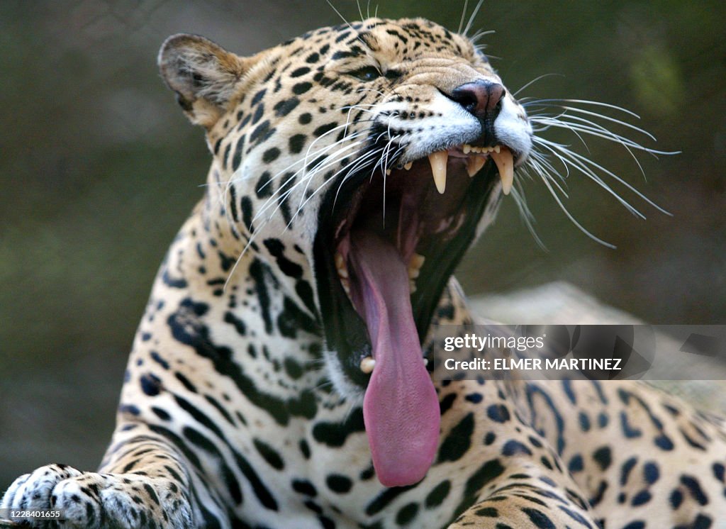 EL Jaguar