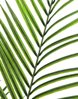 Konstgjord Arecapalm med stora blad (165cm)