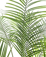 Konstgjord Arecapalm med stora blad (185cm)