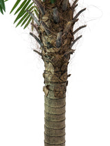 Artificiell Phoenix Palm Tree Luxor (300 cm)
