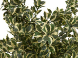Artificiell Woodficus Silverleaf, 120 cm.
