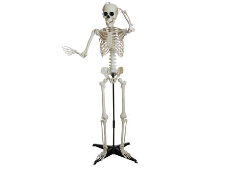 Halloween-skelet, stående, 150 cm
