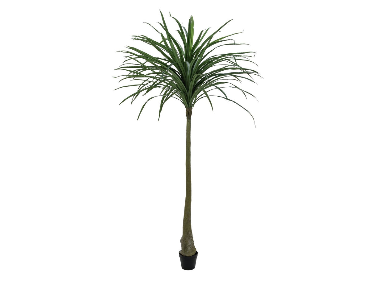 Europalms Dracena, grön, 220cm