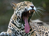 EL Jaguar